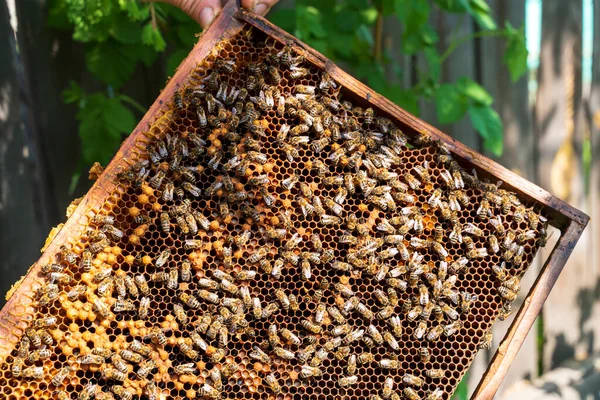 Honeycomb Ram Med Bin Och Drottning Solig Dag — Stockfoto