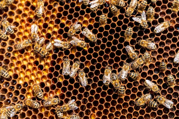 Wabengestell Mit Bienen Sonnigem Tag — Stockfoto