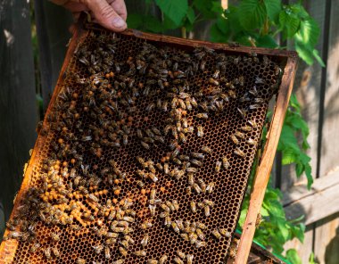Arı kovanının yanında bir çerçeve