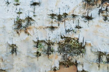 Huş ağacının huş ağacı kabuğu.