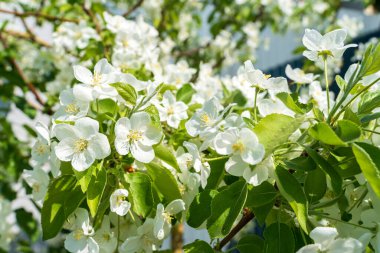 Bahar çiçekli elma ağacı.
