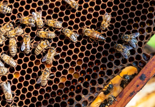 Honeycomb Rám Včelami Královnou Slunečný Den — Stock fotografie