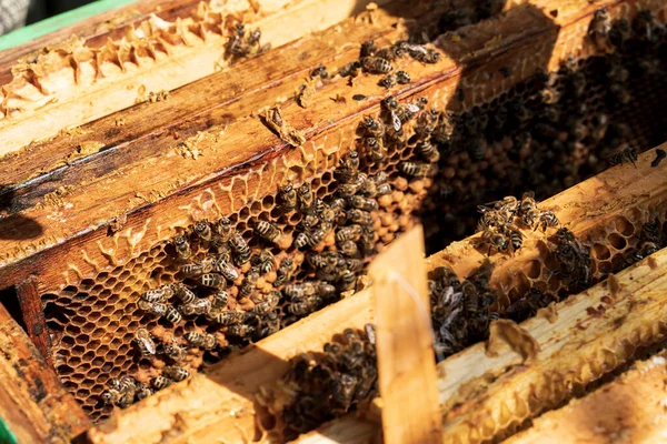 Ram Med Bin Inne Bikupan Selektiv Inriktning — Stockfoto