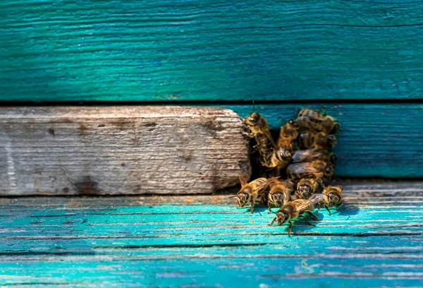 Бджоли Біля Сільського Блакитного Вулика — стокове фото
