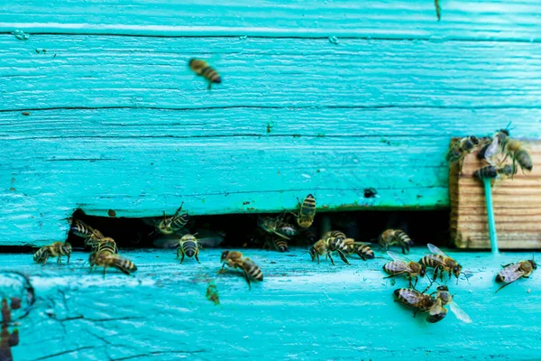 Las Abejas Cerca Colmena Verde Enfoque Selectivo —  Fotos de Stock