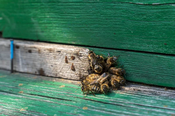 Méhek Zöld Kaptár Közelében — Stock Fotó