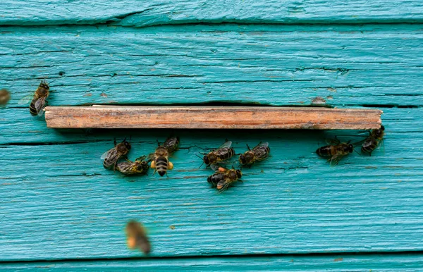 Muchas Abejas Alrededor Colmena —  Fotos de Stock