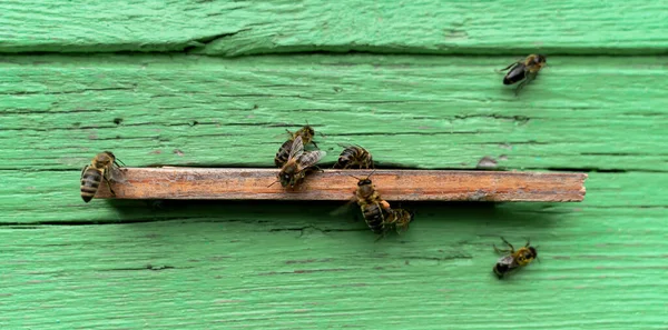 Muchas Abejas Alrededor Colmena Enfoque Selectivo —  Fotos de Stock