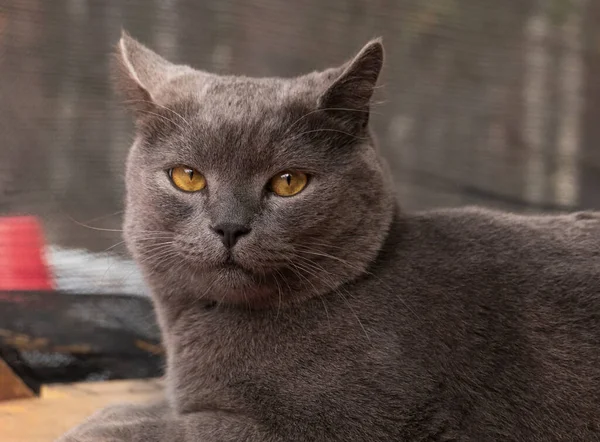 Chat Race Britannique Assis Dans Rue — Photo