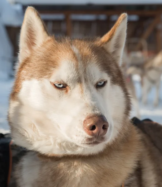 Husky hunden en kall vinterdag — Stockfoto