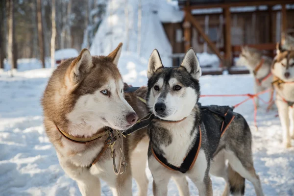 Siberische husky's dog sled — Stockfoto