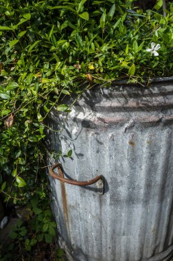 Eski bir çöp tenekesinden çıkan yasemin çiçekleri..