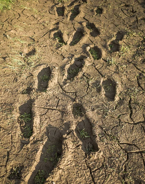 Human footprints in dry mud.