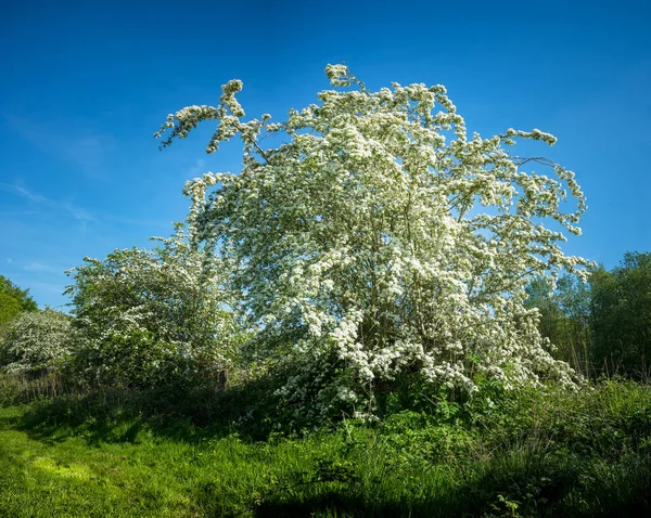 İlkbaharda çayırda taze bir diken tomurcuğu.