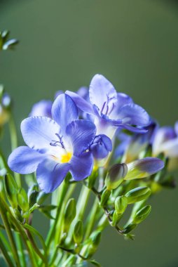 Mavi frezya çiçekleri yeşil bir arkaplanda izole edilmiş