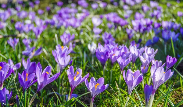 İlkbaharda mor çiçek