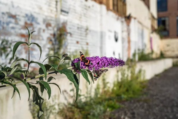 Bir Kızıl Amiral kelebeği, şehir çürümesinin ortasında bir Buda çiçeğiyle besleniyor..