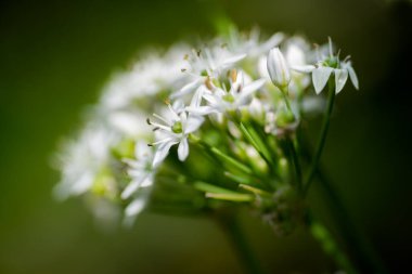 Yazın sonlarında sarımsak soğanının güzel beyaz çiçekleri.