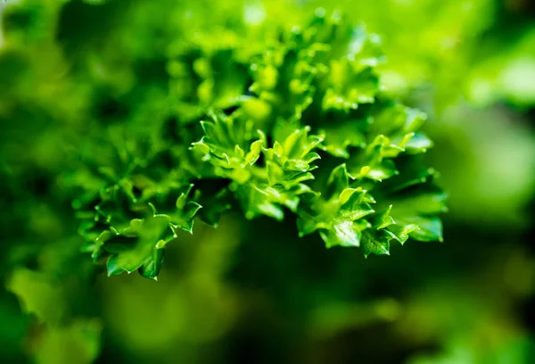 Green Curly Parsley Leaves Petroselinum Closeup Macro — Stock Photo, Image