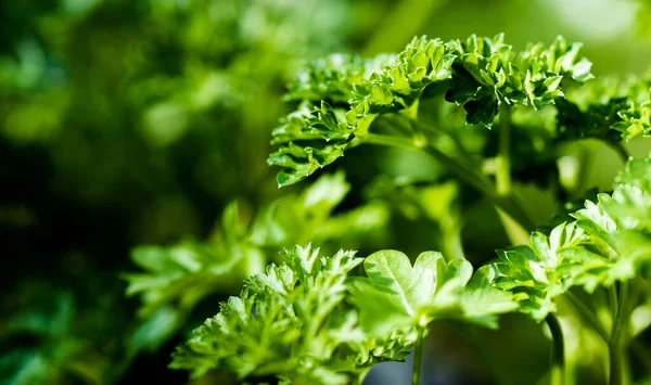 Yeşil kıvırcık maydanoz yaprakları (Petroselinum), yakın çekim makrosu.