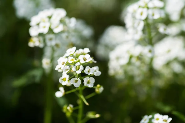 Yazın tatlı beyaz Alyssum.