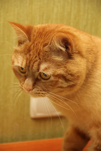 Рыжий кот