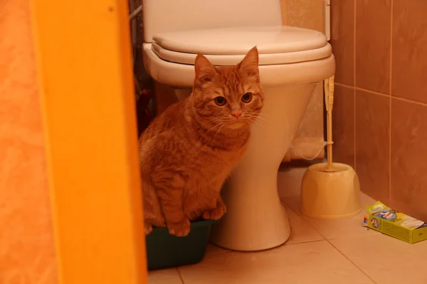 Рыжий кот