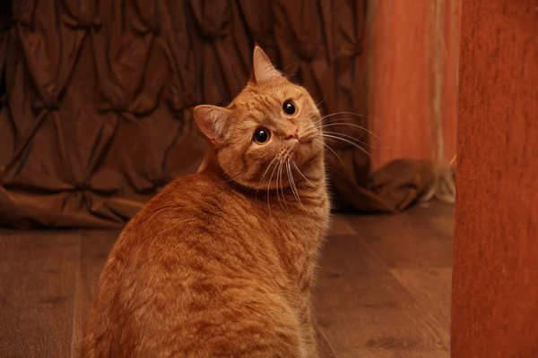 Рыжий кот — Stok fotoğraf