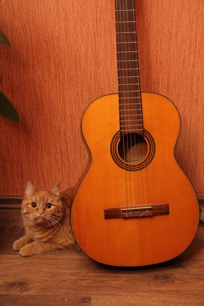 Рыжий кот