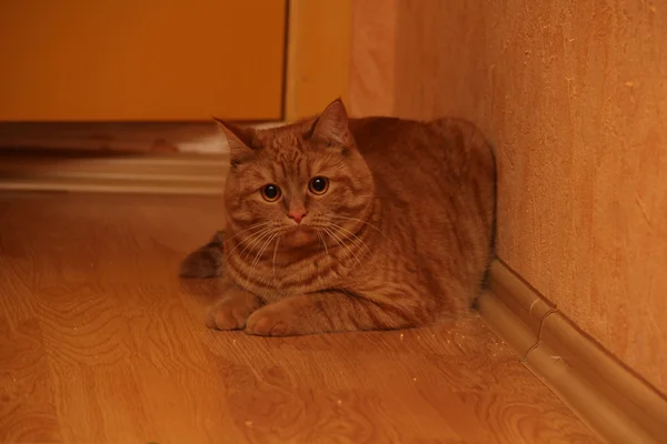 Рыжий кот