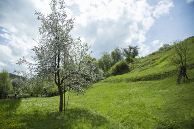 elma ağacı dağlarda