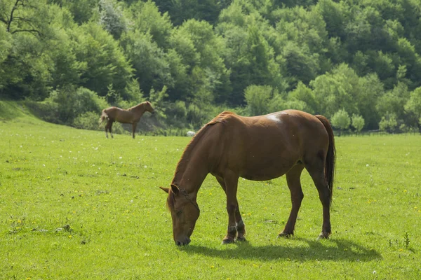 Caballos pastan en el prado — Foto de Stock