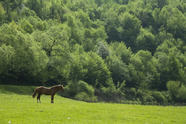 Caballos pastan en el prado — Foto de Stock