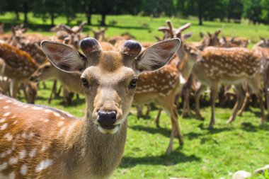 Çiftlikte bir geyik sürüsü