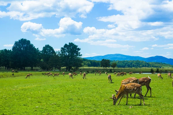 Un rebaño de ciervos en la granja — Foto de Stock