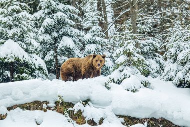 # Karlı kozalaklı ormanda kahverengi ayı #.