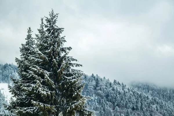 beautiful snowy coniferous forest tops of trees on a background of forest. winter season.