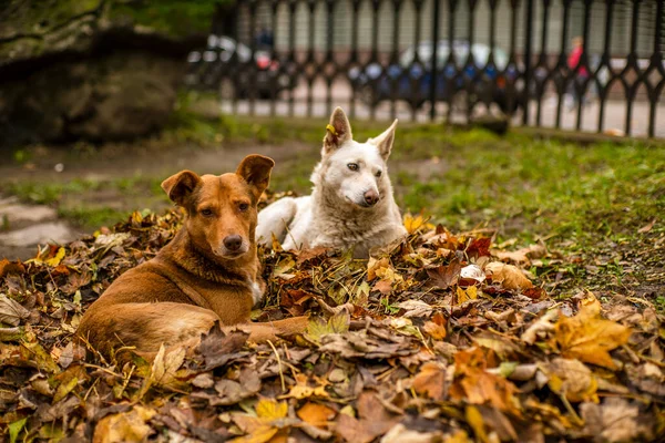 Bezdomne Psy Leżą Spadającym Liściu Parku — Zdjęcie stockowe