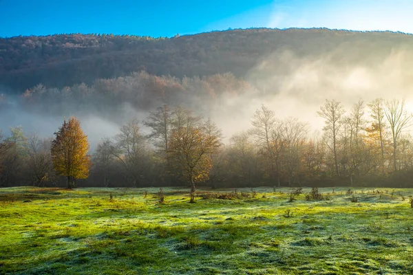 Sabah parkta donmuş çimenler ve sisin içindeki ağaçlar. Güzel arkaplan.