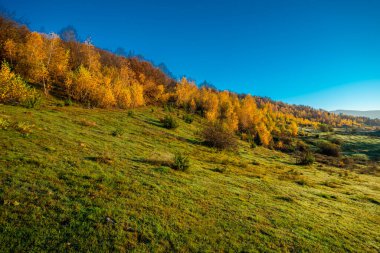 Sonbahar ağaçları, sarı yapraklar ve mavi gökyüzü olan yeşil çayır. sonbahar sezonu.