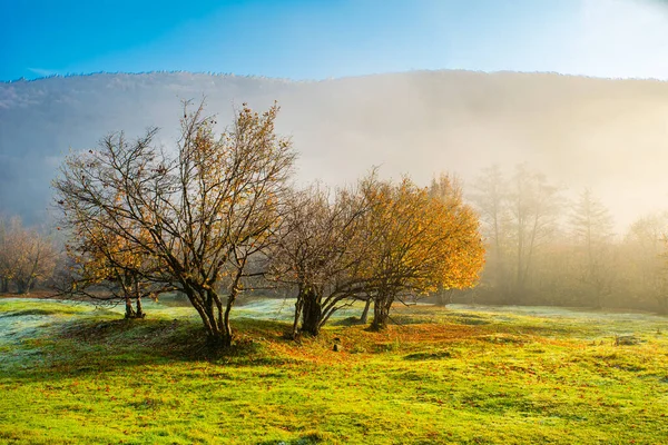 Podzimní Stromy Žlutými Listy Zelené Mýtině Mlze Krásná Příroda — Stock fotografie