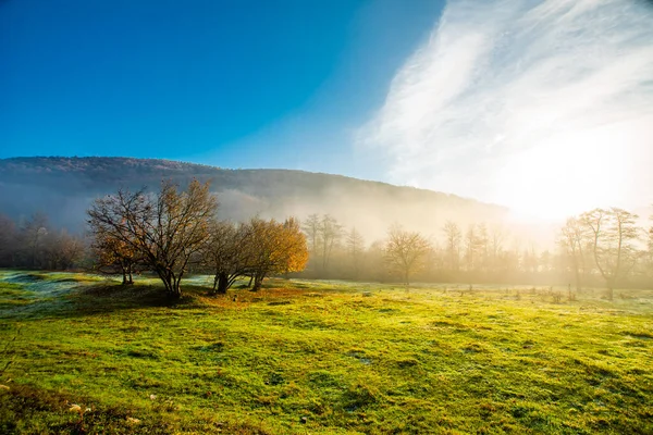 Sisin içinde sonbahar ağaçları olan yeşil bir açıklık..
