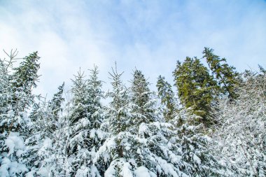 Gökyüzünün arka planında karla kaplı çam ağaçları. Kış mevsimi
