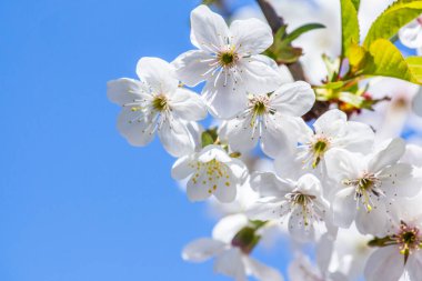Beyaz kiraz çiçekleri yakın plan bulanıklaşır..