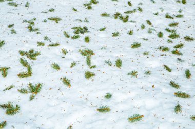 Karda bir kozalaklı ağacın dalları. Kış mevsimi