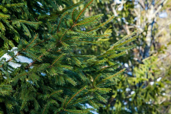 Green Branches Christmas Tree Close Winter Season — Stock Photo, Image