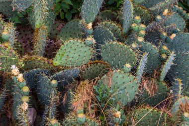 Sokakta kaktüslü çalılar var. kakti arkaplanı.