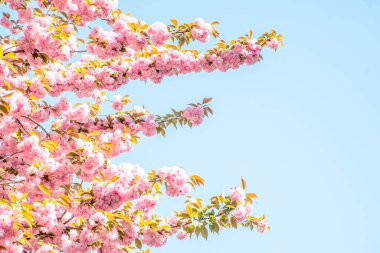 Güneşteki gökyüzünün arka planında çiçek açan sakura. 