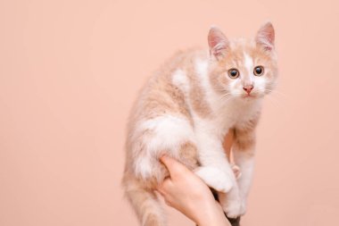 Bir kızın ellerinde küçük bir kedi yavrusu. Evcil hayvanlar.