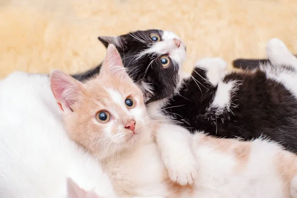 Little Kittens Lying Carpet Favorite Animal Love Pets — Stock Photo, Image